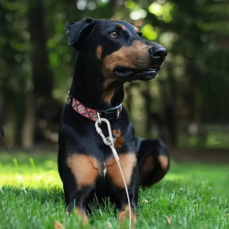 460/900/1500 Stainless Double Steel Heavy-Duty Reflective Dog Tie-Out Cable Capacity with Swivel Snap Hooks - Ideal for Outdoor